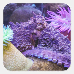 Quadrado Adesivo de polvo roxo do oceano azul