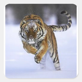 Quadrado adesivo de tigre siberiano