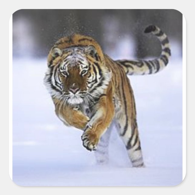 Quadrado adesivo de tigre siberiano (Frente)