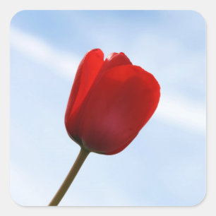 Quadrado Adesivo de Tulip Vermelho