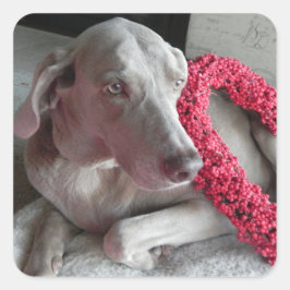 Quadrado Adesivo do Amor da Chuva - Cachorro Weimaraner