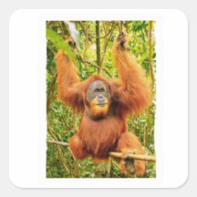 Adesivo do Majestoso Guardião do Orangutan da Flor