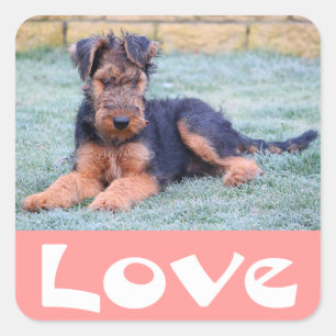 Quadrado Adesivo Rosa Cachorro Filhote Airedale Terrier Amo