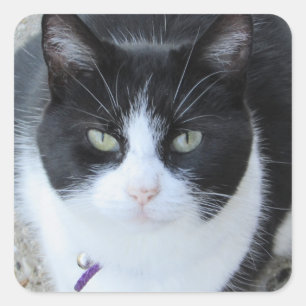 Quadrado Bobo, Gatinho preto e branco, adesivo de fotografi