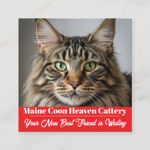 Quadrado Cartão de visita de Captura de Maine Coon Fotográf