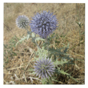 Quadrado cerâmico cardo flor azul