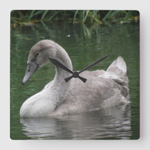 Quadrado Cisne Gracioso no Relógio de Água