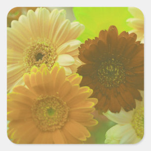 Quadrado Decretos do adesivo das flores amarelas de Gerbera