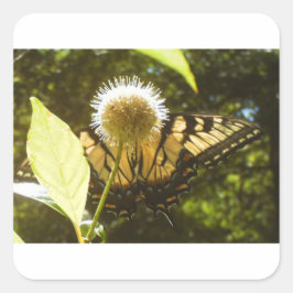 Quadrado do Monarca de Junho Adesivo