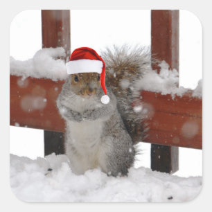 Quadrado Esquilo de Jaunty com o adesivo de Natal Hat