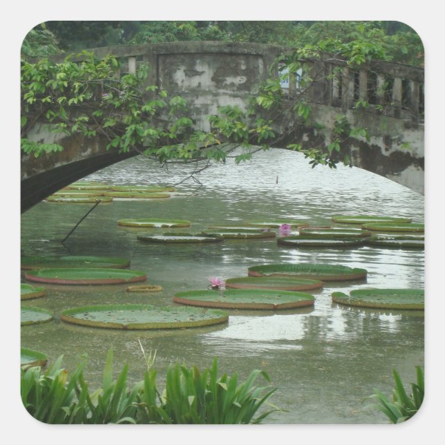 Quadrado Foto Adesivo de Folha de Nenúfar (Frente)