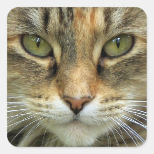 Quadrado Gato Listrado com Olhos Verdes Adesivo de Retrato