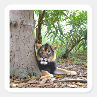 Quadrado Leão no adesivo das Sombras