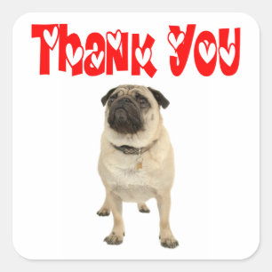Quadrado Obrigado Pug Cachorrinho Cachorro Adesivo de Agrad