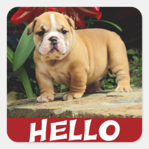 Quadrado Olá Adesivo de Amor Cachorrinho Bulldog Inglês