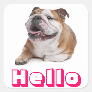 Quadrado Olá Cachorrinho Bulldog Feliz Adesivo de Saudação