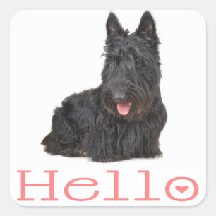 Quadrado Olá cachorro de terrier escocês Adesivo / Etiquet