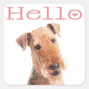Quadrado Olá / Oi Cachorro Filhote Airedale Adesivo / Eti