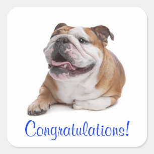 Quadrado Parabéns Feliz Adesivo de Cachorro Bulldog Filhote
