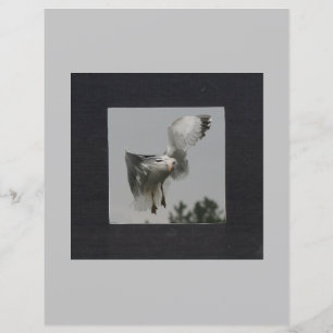 Quadrado Preto na Fotografia da Cinza