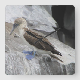 Quadrado Relógio de Aves