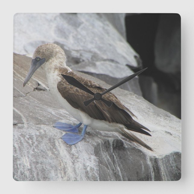 Quadrado Relógio de Aves (Frente)