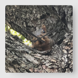 Quadrado Relógio de Esquilo