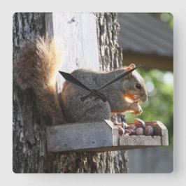 Quadrado Relógio de Esquilo