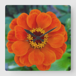 Quadrado Relógio de flores da Zinnia