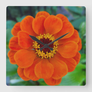 Quadrado Relógio de flores da Zinnia