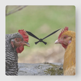 Quadrado Relógio de Galinha