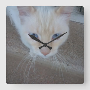 Quadrado Relógio de Gatos