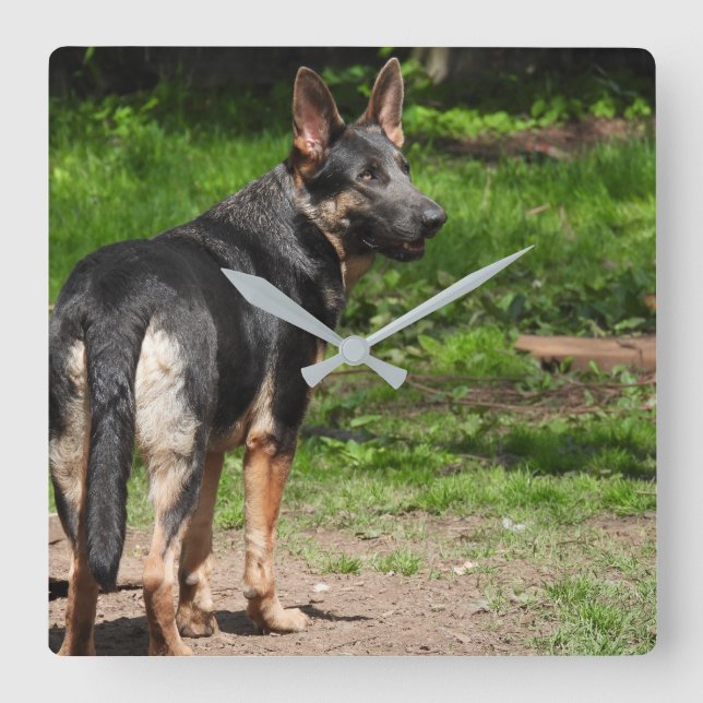 Quadrado Relógio de German shepherd Azul (Frente)