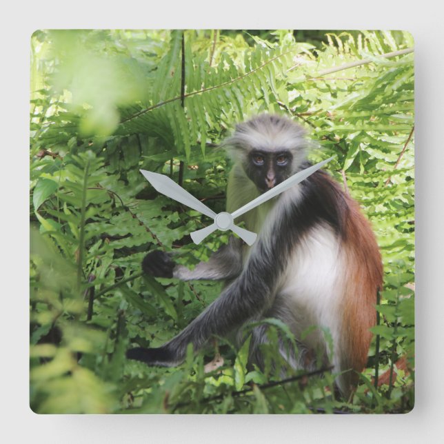 Quadrado Relógio de Macaco Zanzibar (Frente)