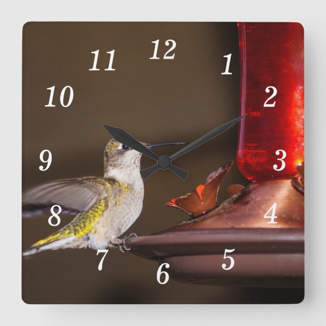 Quadrado Relógio de Muralha de Hummingbird, com garganta ru (Frente)