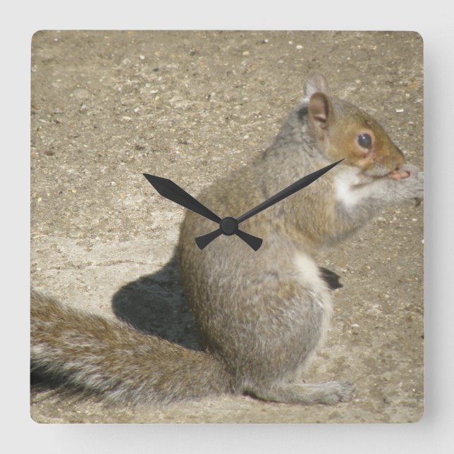 Quadrado Relógio de Muro de Horatio com Fome de Esquilo (Frente)