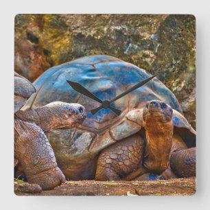 Quadrado Relógio de Muro de Torturas de Galápagos