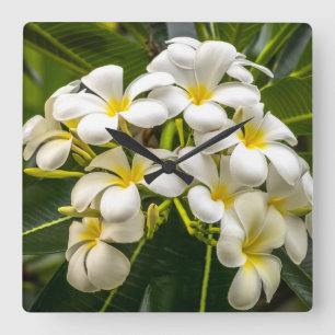 Quadrado Relógio de Plumeria Exótica