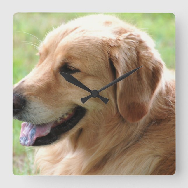 Quadrado Relógio de Pup do ouro Retriever (Frente)