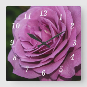 Quadrado Relógio de Rosa de Jardim Magenta