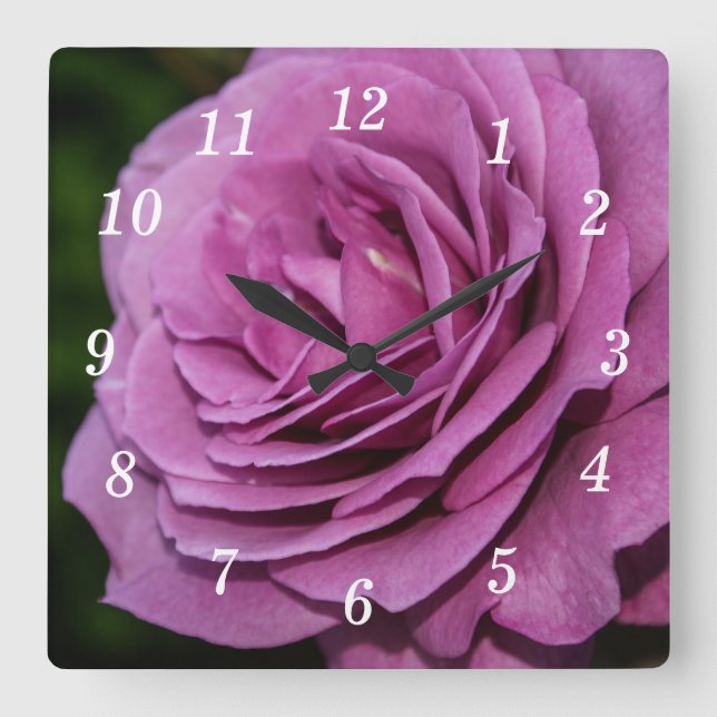 Quadrado Relógio de Rosa de Jardim Magenta (Frente)