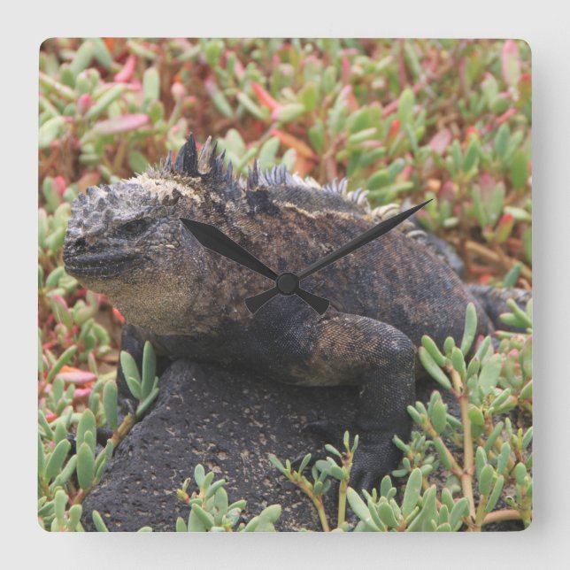 Quadrado Relógio Lagarto (Frente)