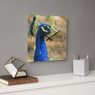 Quadrado Relógio - Retrato de Pavão