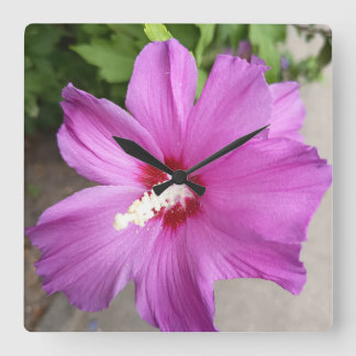 Quadrado Título Flor de Hibisco Rosa Floral Relógio da Natu