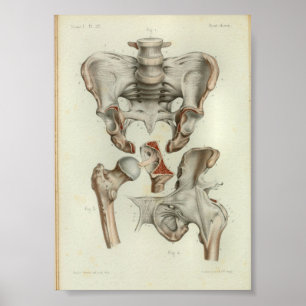 Quadril 1844 da pelve do impressão da anatomia do