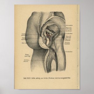 Quadril do pé do impressão da anatomia do alemã