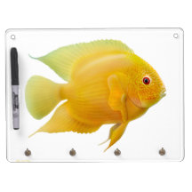 Os peixes de cichlidae Dourados de Severum do