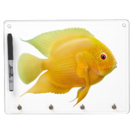 Quadro Branco Os peixes de cichlidae Dourados de Severum do