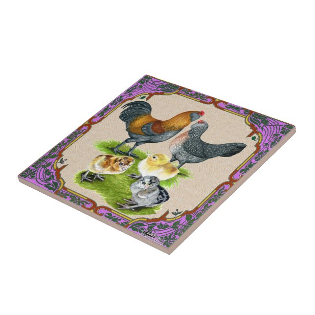 Quadro da família Ameraucana (Lateral)