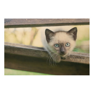 Quadro De Madeira Bebês Mais Pobres   Siamese Kitten 2